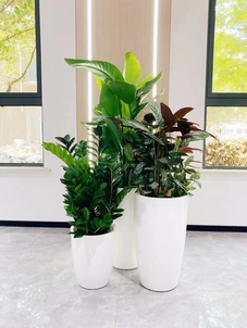 奉化绿植租摆方案